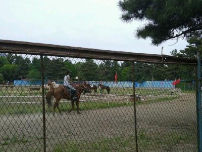 大连屠宰狗的地点及相关情况调查（揭秘大连市狗肉屠宰行业现状与影响）