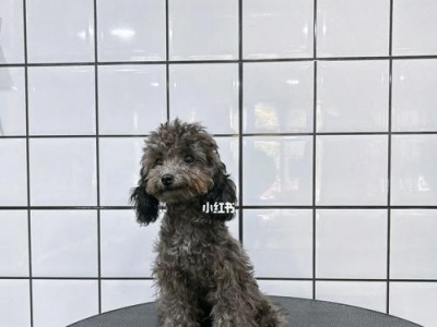 探索亮灰色泰迪的魅力（优雅与温柔，灰色泰迪的颜色之谜）