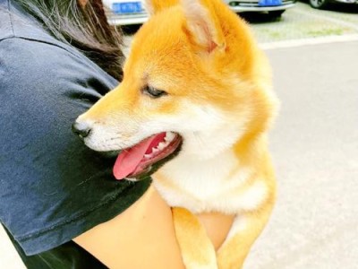 狗狗尿道发炎（狗狗尿道发炎的常见症状及治疗方法）