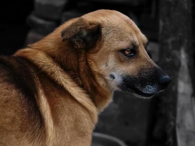 土狗（中国犬种的独特魅力）