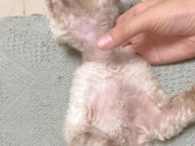 猫咪的睡眠时间到底有多长？（揭秘猫咪夜晚的沉睡之谜）