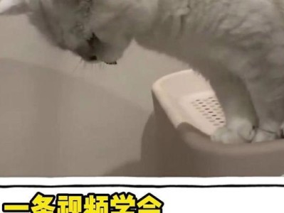 猫吃什么都吐？探究背后的原因及解决方法（猫呕吐现象背后的关键问题及可行措施）