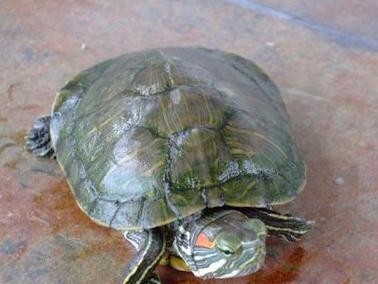 怎样正确饲养巴西红耳龟？（从选购到喂食，教您打造一站式饲养指南）