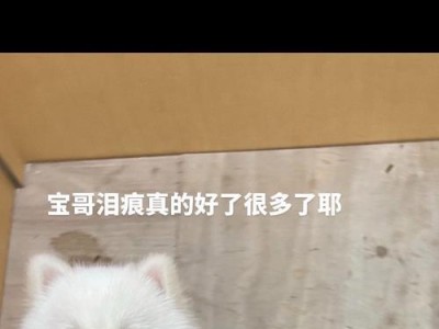 狗狗的眼泪（探究狗狗哭泣的原因和意义）