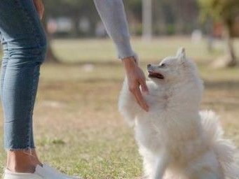 如何训练宠物狗狗坐下（从基础指令到训练技巧，轻松帮助狗狗学会坐下）