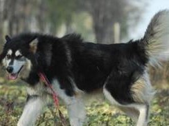 探秘黄狼犬（了解黄狼犬的特点与培养要点）