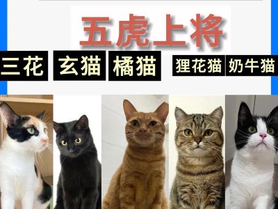 探索喵咪的品种世界（了解不同喵咪品种，发现它们的独特魅力）