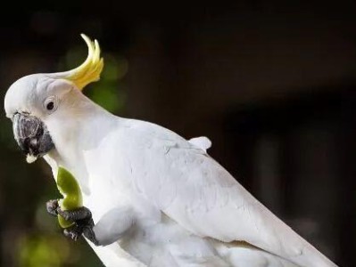 小葵花凤头鹦鹉的养护与饲养技巧（了解这些，让你的小葵花凤头鹦鹉健康成长）