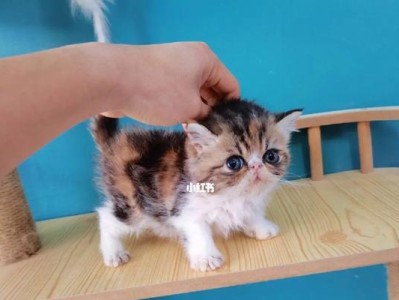 探索加菲猫眼中的美丽世界（揭开加菲猫眼背后的秘密，发现其独特魅力）