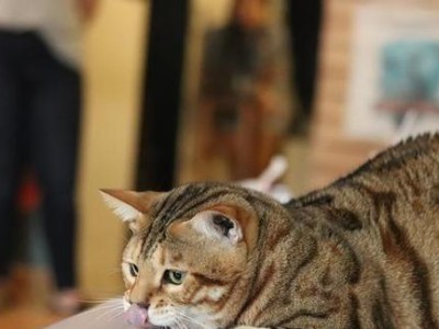 豹纹猫（探究豹纹猫的奇妙外貌和独特性格）