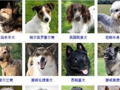 大型犬品种及名称一览（了解这些常见的大型犬品种和它们的名字）