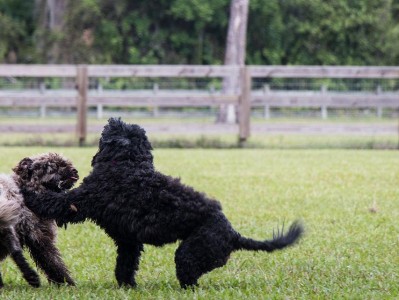 养护你的葡萄牙水犬（以爱与耐心，打造健康快乐的宠物生活）