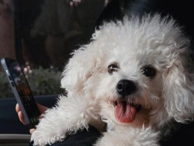 比熊犬是否适合食用肉类？（宠物健康饮食的重要性）