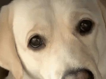 探索最佳杂交犬的选择（以什么犬杂交最好？—优秀特性与适应环境的考量）