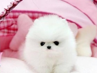 探索以茶杯犬为主题的品种和价格（了解茶杯犬的不同品种及其价格区间，选择适合的宠物伴侣）