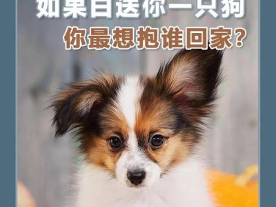 小狗多久抱回家好？（选择适当的时间点和方式来接纳新成员）