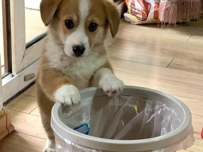 如何防止宠物狗翻垃圾桶（有效措施让你的爱犬不再吃垃圾）