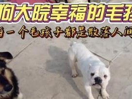 英国斗牛犬的价格及市场概况（了解英国斗牛犬的价格范围，以及购买和饲养的注意事项）