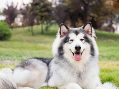 阿拉斯加犬——最可靠的护主伴侣（以宠物为主，探讨阿拉斯加犬的护主能力和培养方法）
