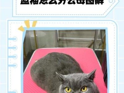 小蓝猫喂养指南（了解小蓝猫的饮食需求与养育技巧）