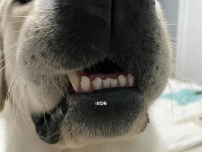 保护狗狗的牙齿，保护它的健康（如何让你的宠物拥有强健的牙齿）