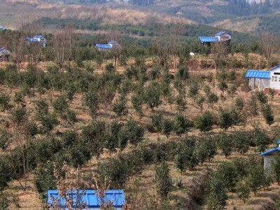 草原林跳鼠的饲养指南（如何以正确的方法饲养草原林跳鼠？）