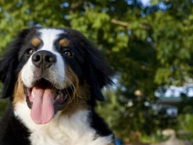 提高伯恩山犬免疫力的饮食计划（健康饮食，强健体魄；关爱宠物，预防疾病）