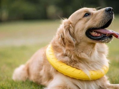 爱玩的拉布拉多犬需要定期驱虫（以宠物为主，关注拉布拉多犬的健康与幸福）