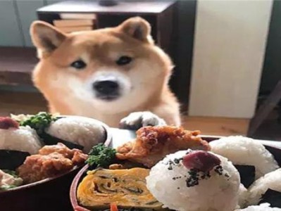 宝宝狗什么时候可以吃饭？（狗狗饮食需求及逐渐转变的关键时期）