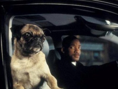 《母巴哥犬起名大全》（给你的母巴哥犬起个特别的名字！）