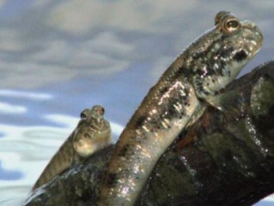 大弹涂鱼饲养方法（打造宠物水族箱中的璀璨明珠）