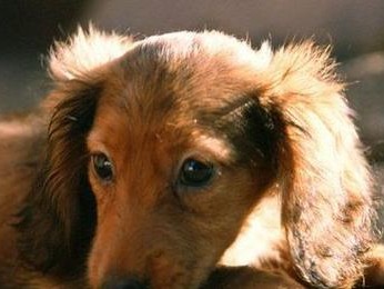 犬瘟热治疗方法危机无处不在，如何保护宠物？