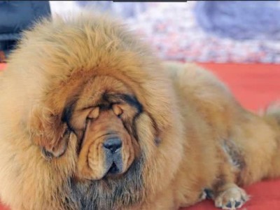 金毛犬与其他狗种的完美组合（寻找最佳搭档——金毛犬的最佳合作伙伴）