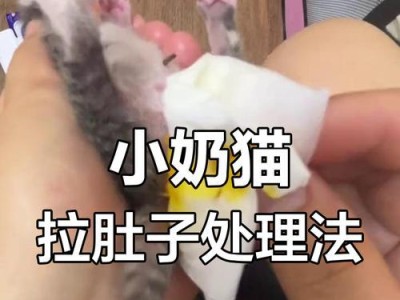 探究猫咪拉稀的原因（从饮食习惯到健康问题，一一解析）