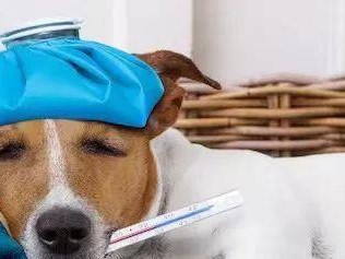 如何分辨狗狗是流感还是感冒？（宠物狗的健康问题需要关注，如何辨别流感与感冒？）