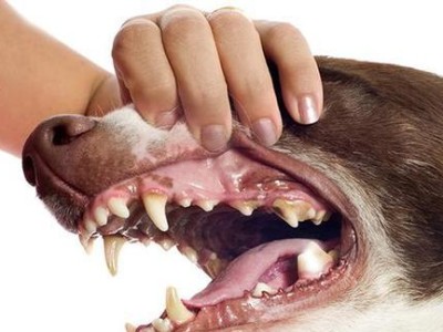 狗狗的体臭怎么解决？（让你的宠物闻起来清新自然）