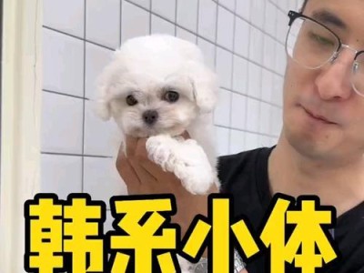 如何饲养健康的比熊犬？（有效的饲养方法让您的比熊犬拥有良好的身体条件）