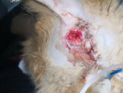 猫肛门腺挤出的重要性与正确操作方法（了解猫肛门腺挤出的目的，保护您的猫免受不适）