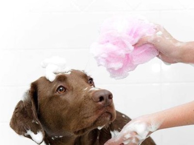 出生小狗狗什么时候能洗澡？（洗澡前该注意什么？）
