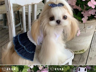 西施犬与马尔济斯（它们的相似之处和区别、适合家庭养殖的优点与特性）