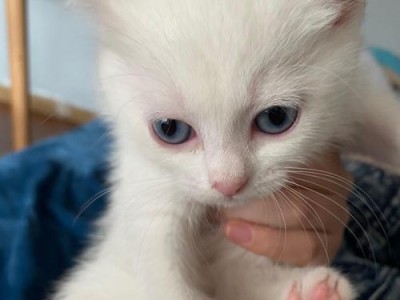 猫咪成长的时间（从小可爱到大自信）
