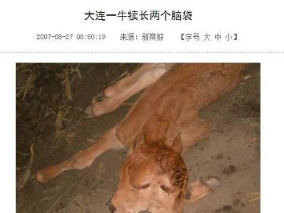 英牛生产前的禁食期对生产效果的影响（以英牛禁食期提高生产效果的关键措施）
