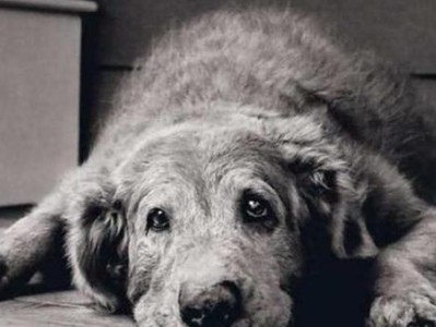 犬患临终前关注事项（为宠物狗的离世做准备，犬主应知）