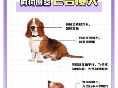 训练宠物狗的耐力和控制力（如何帮助你的狗狗保持耐力和控制力）