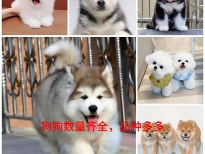 比熊犬的价格情况解析（揭秘比熊犬的市场行情及价格区间）