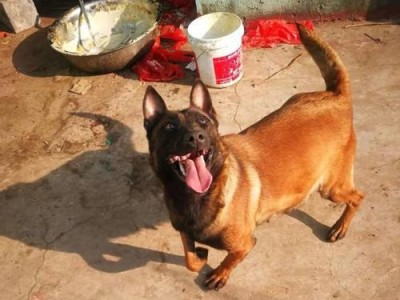 中国种公马犬（一代代优秀种公马犬的培育与发展）