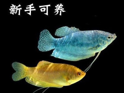 蓝曼龙鱼的全面饲养指南（宠物水族箱里的绝佳选择——以蓝曼龙鱼为例）