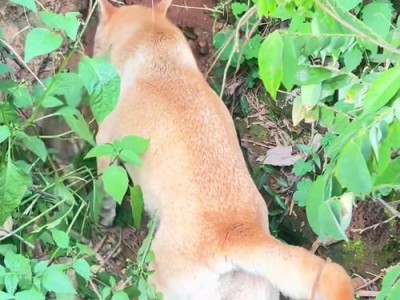 母狗为何会咬死自己的孩子？（母狗咬死刚出生的小狗的原因是什么？）