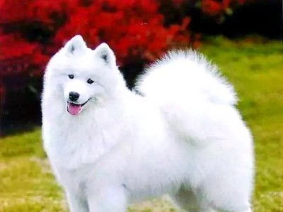 小型狗犬中的狡黠之灵——狐狸犬（一只聪明机智的狐狸犬，它究竟是什么样的存在？）