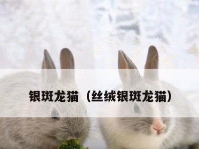 丝绒黑龙猫的饲养方法（如何照顾你的丝绒黑龙猫）